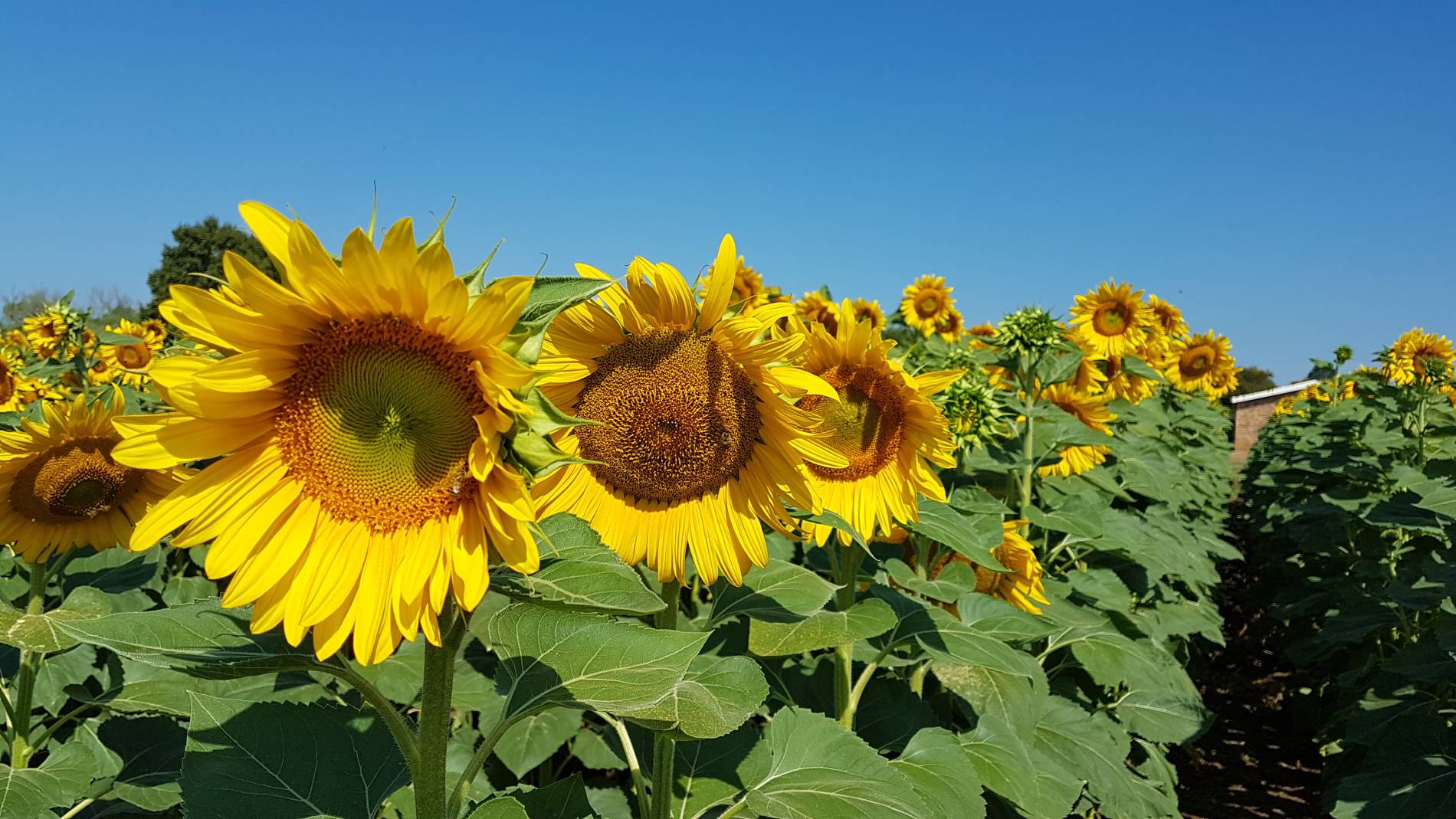 Seed crop
