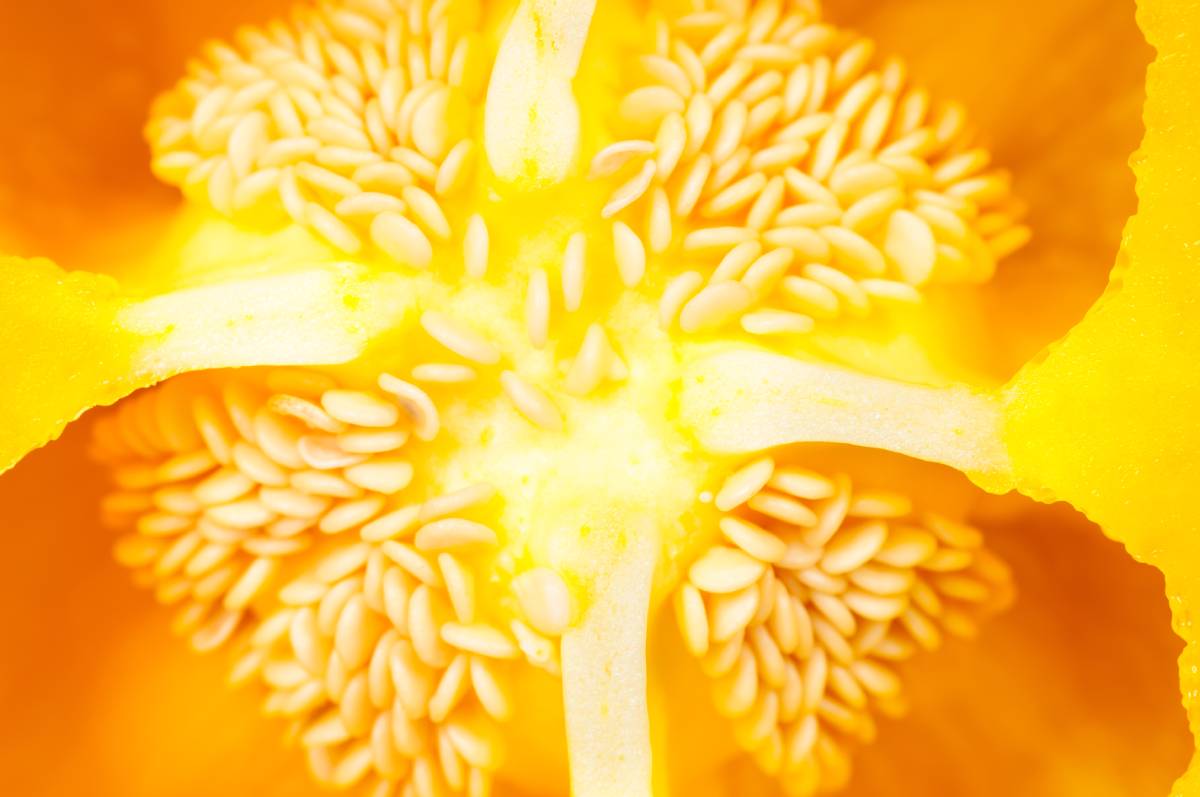 SANSOR seed certification