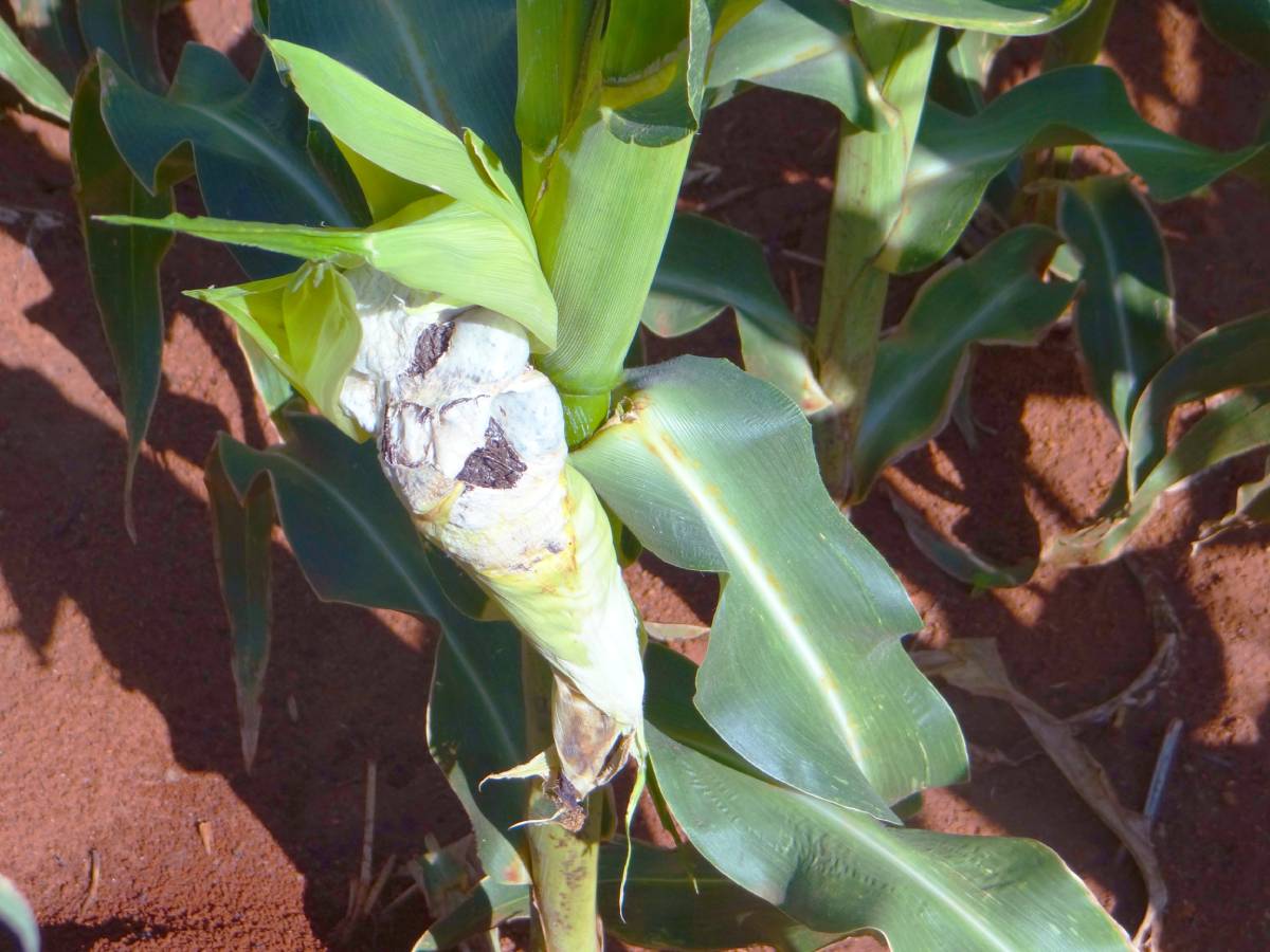 Phytosanitary Support