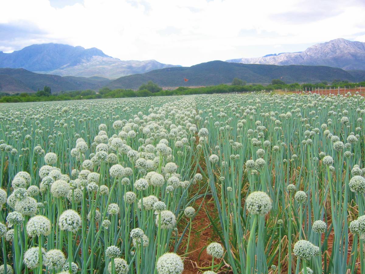 Horticultural crops