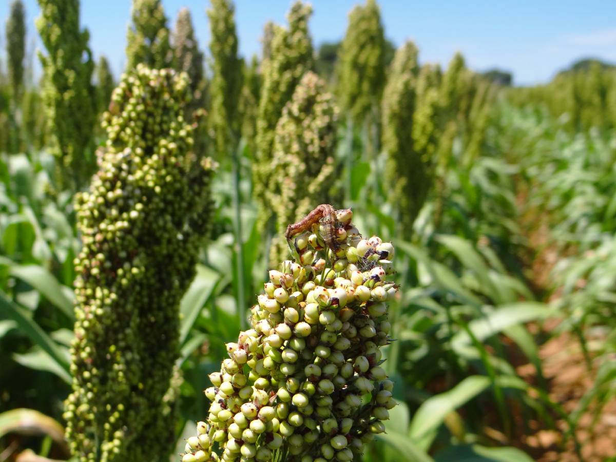 Phytosanitary seed inspection